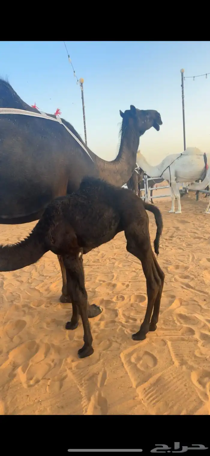 خلفات للبيع مجاهيم  وصفراء طيبه تحتها بكره ومناح طيب 7