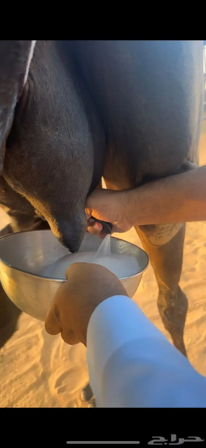 خلفات للبيع مجاهيم  وصفراء طيبه تحتها بكره ومناح طيب 5