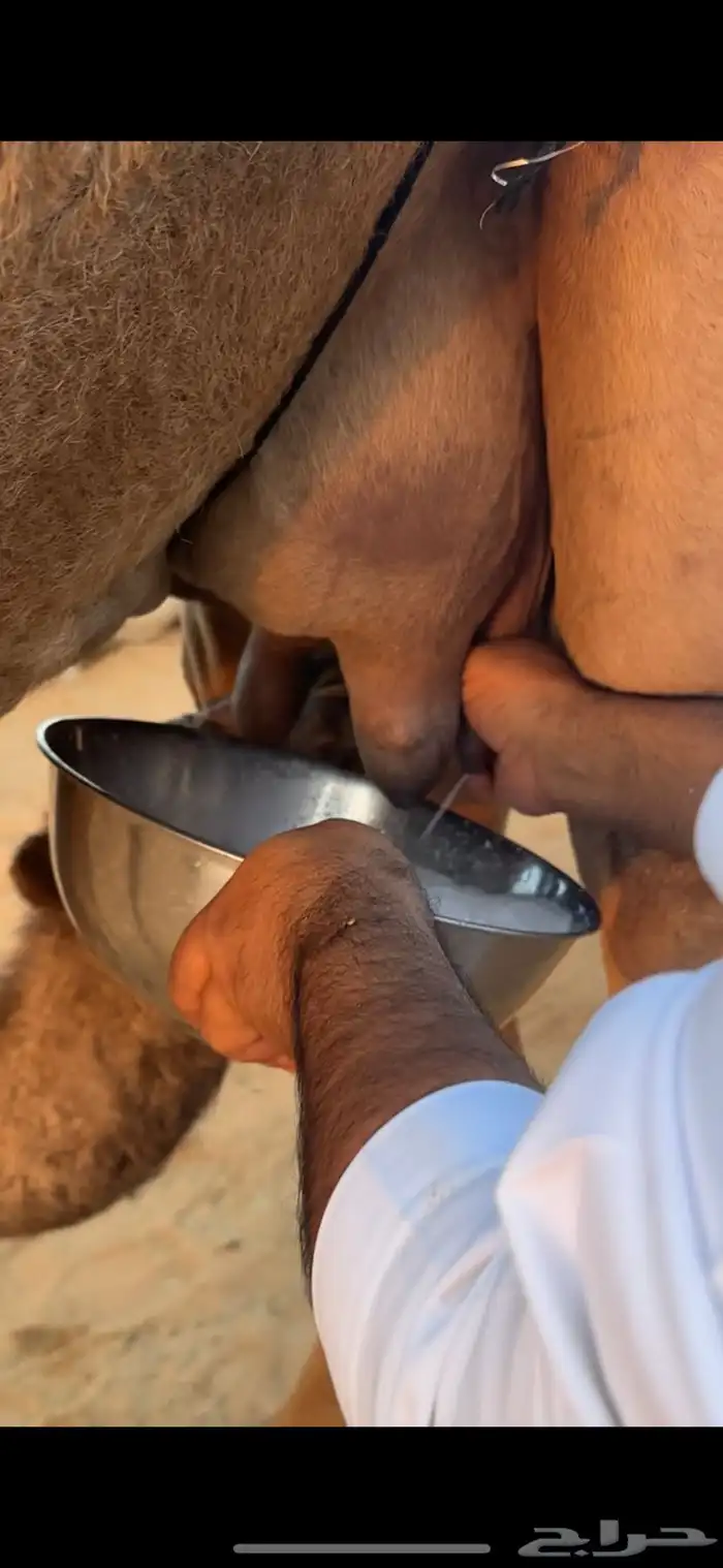 خلفات للبيع مجاهيم  وصفراء طيبه تحتها بكره ومناح طيب 4