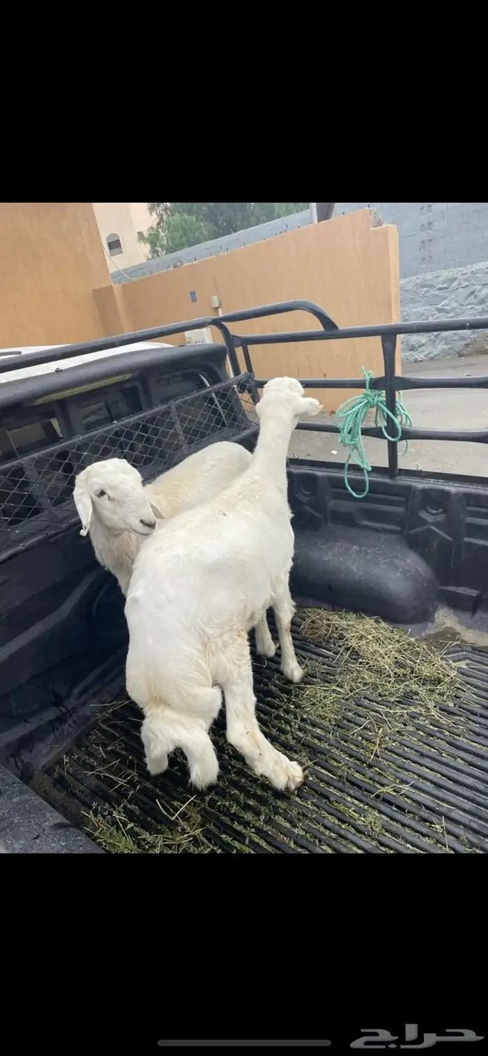 ذبائح 3