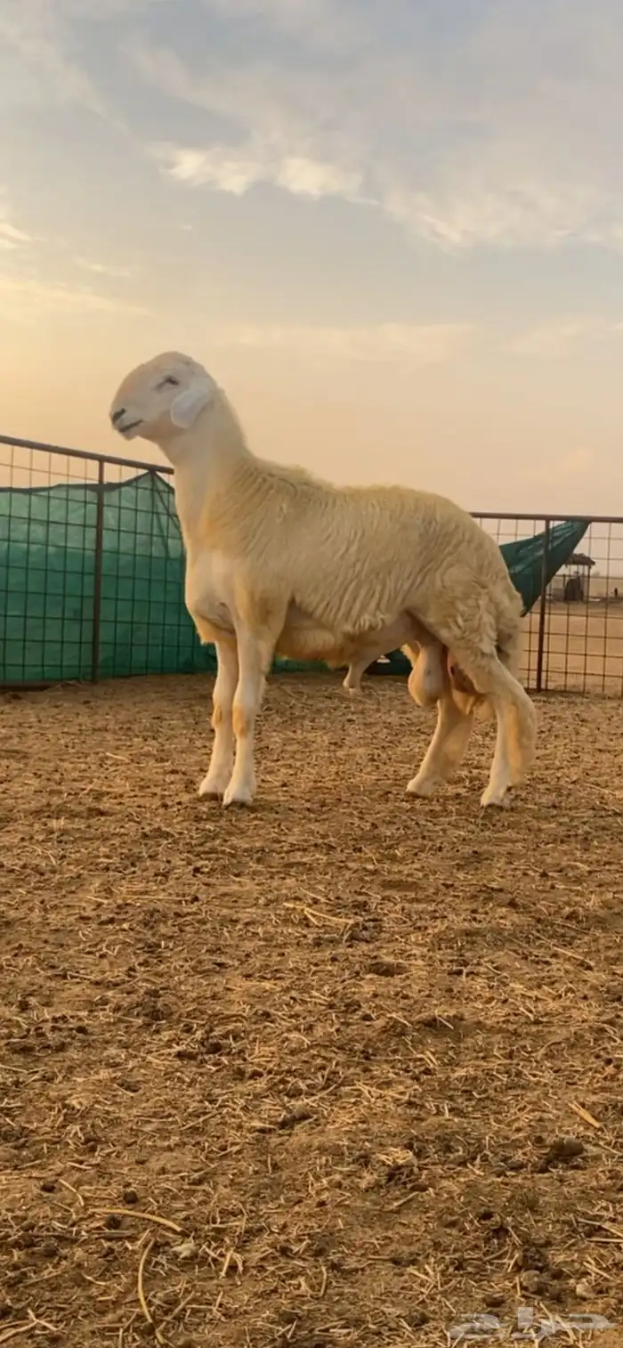جذع مشروط صنف 0