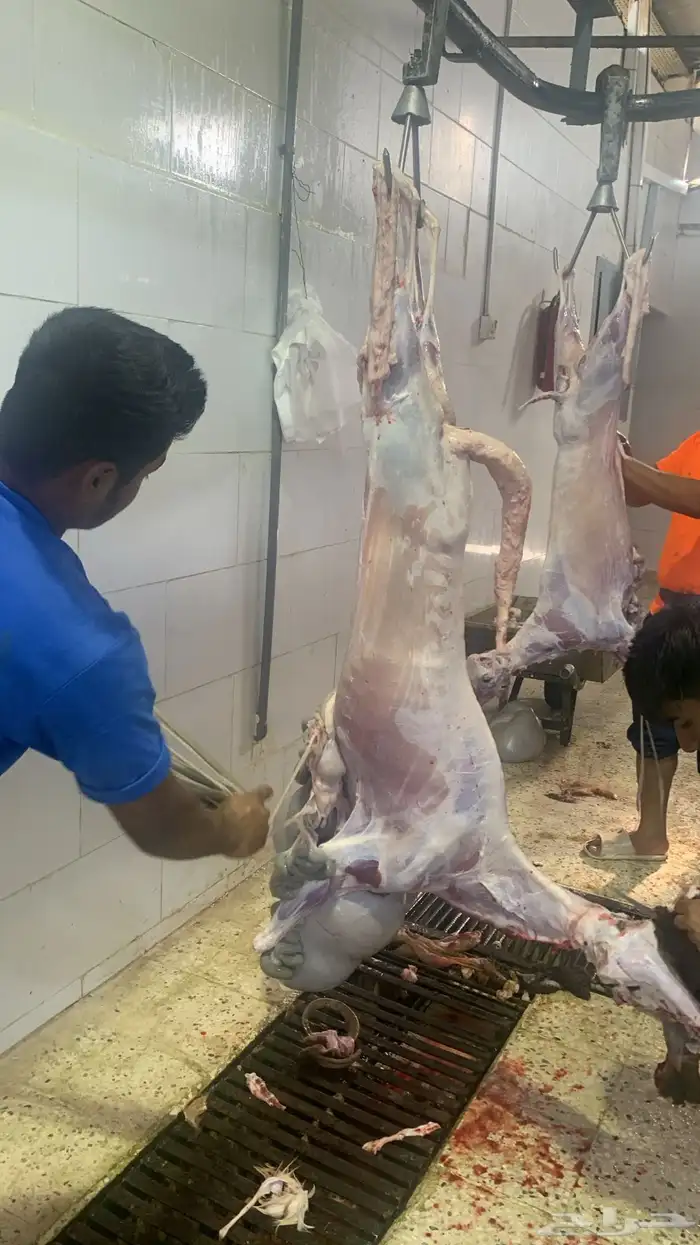 ذبايح سواكني زي ما عودناكم ذبايح طيبه ونظيفة ومرتبه 3