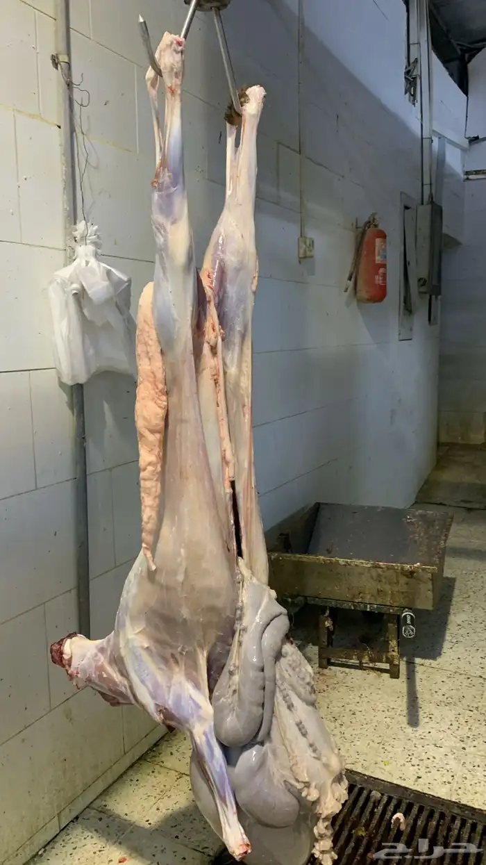 ذبايح سواكني زي ما عودناكم ذبايح طيبه ونظيفة ومرتبه 4