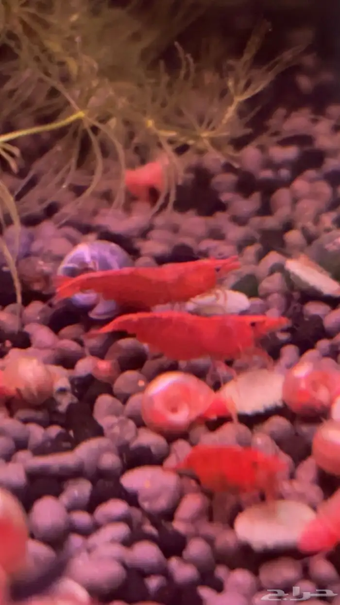 شرمب نهري اللون أحمر ( red sakura shrimp ) 0