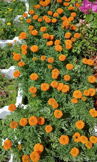 مشتل زراعي بالرياض بسعر الجملة 3