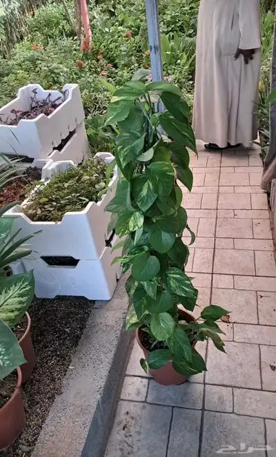 مشتل زراعي بالرياض بسعر الجملة 11