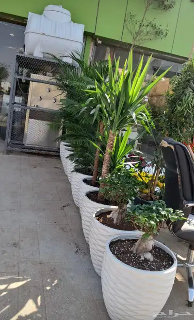 مشتل زراعي بالرياض بسعر الجملة 15
