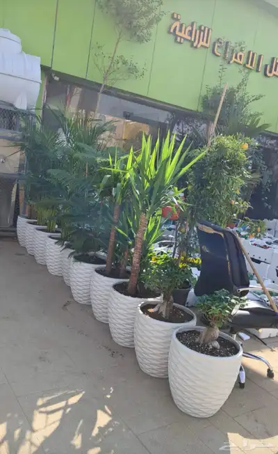 مشتل زراعي بالرياض بسعر الجملة 16