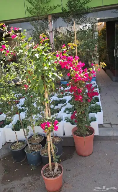 مشتل زراعي بالرياض بسعر الجملة 12