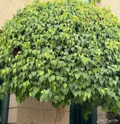 مشتل زراعي بالرياض بسعر الجملة 13