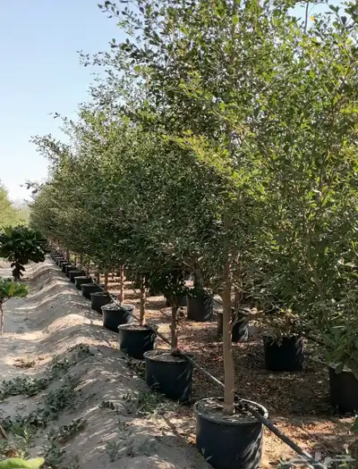 مشتل زراعي بالرياض بسعر الجملة 10