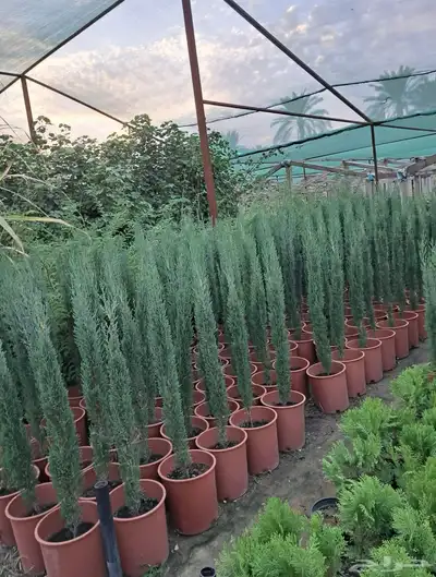 مشتل زراعي بالرياض بسعر الجملة 17
