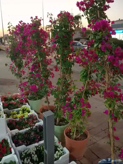 مشتل زراعي بالرياض بسعر الجملة 0