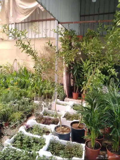 مشتل زراعي بالرياض بسعر الجملة 7