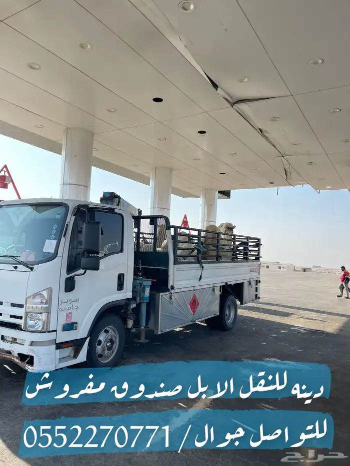 دينا للنقل الابل 0