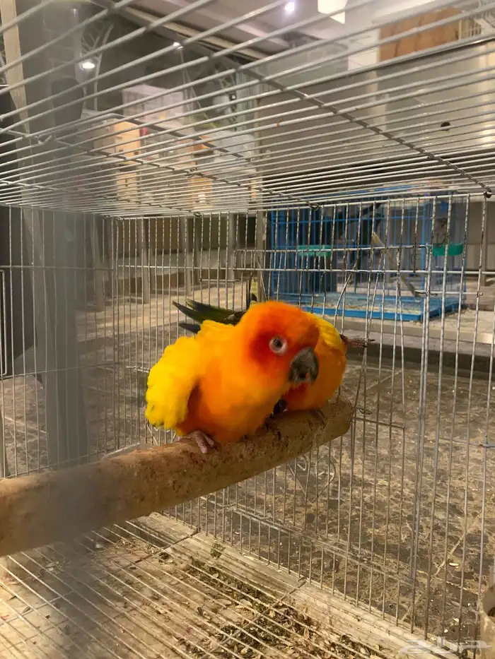 صن كنيور زوج صبغه قوية مع فرخه( تم البيع) 0