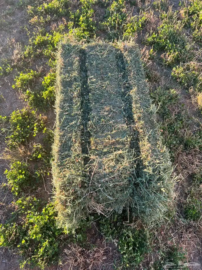 برسيم جندير فأخر درجه اولى 2