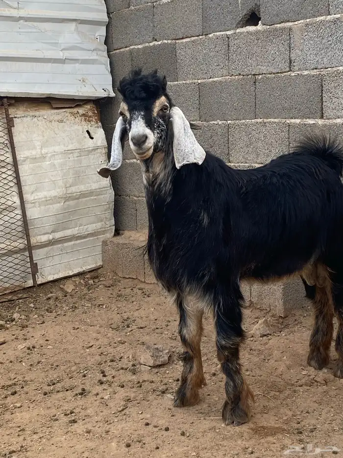 تيس فحل معزا حبشي مشروع فحل( تم البيع ) 4