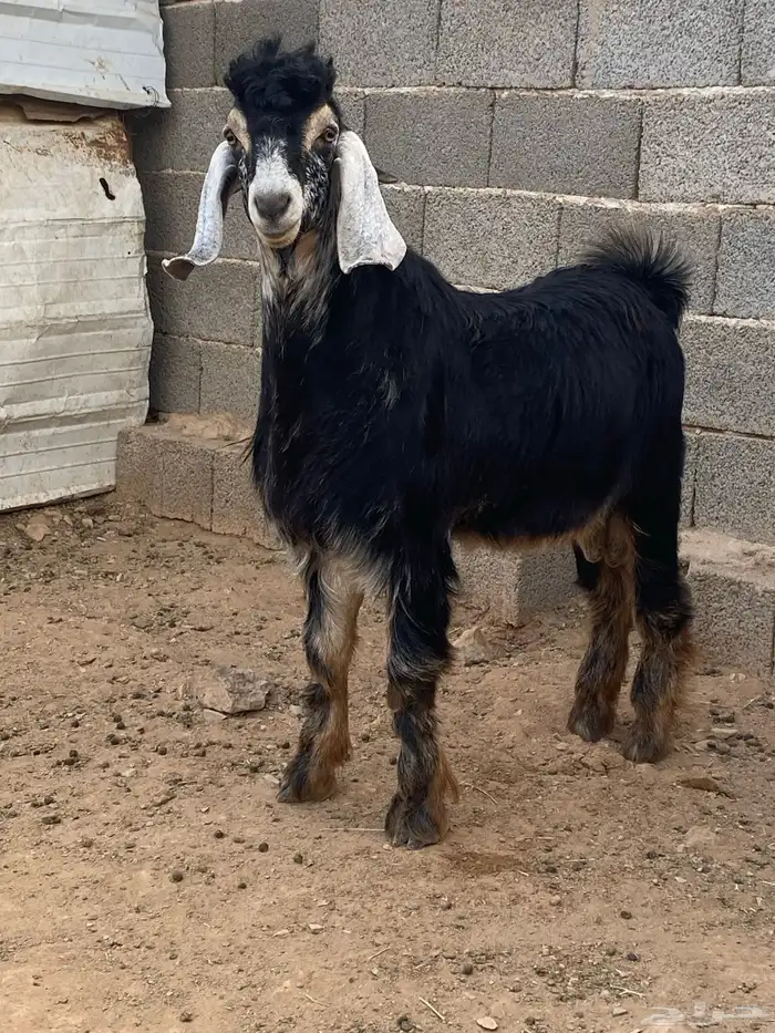 تيس فحل معزا حبشي مشروع فحل( تم البيع ) 6