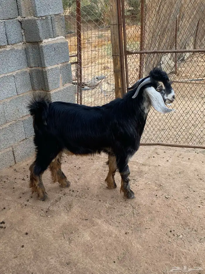 تيس فحل معزا حبشي مشروع فحل( تم البيع ) 12