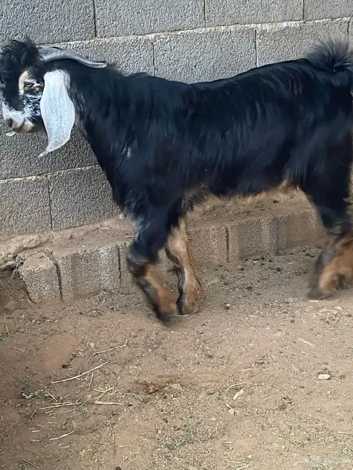 تيس فحل معزا حبشي مشروع فحل( تم البيع ) 8