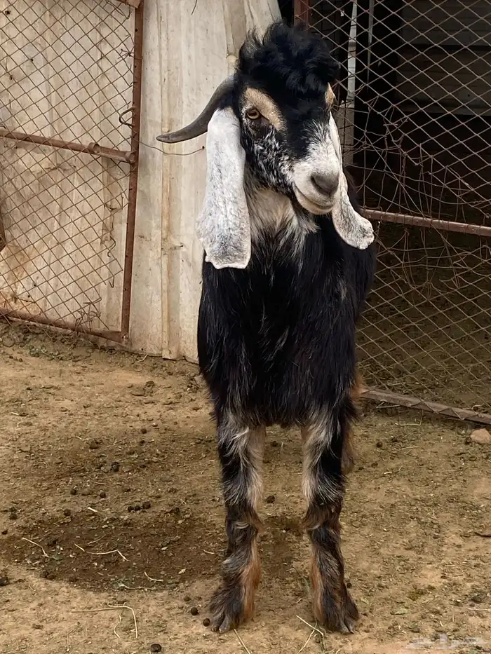 تيس فحل معزا حبشي مشروع فحل( تم البيع ) 7