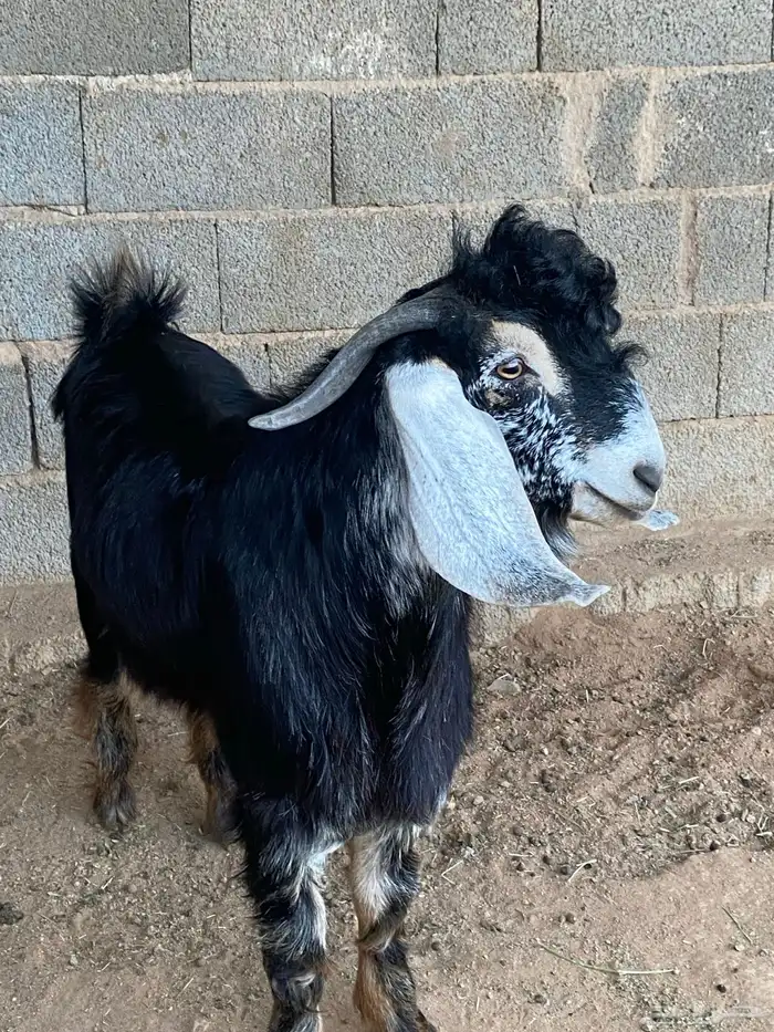 تيس فحل معزا حبشي مشروع فحل( تم البيع ) 0