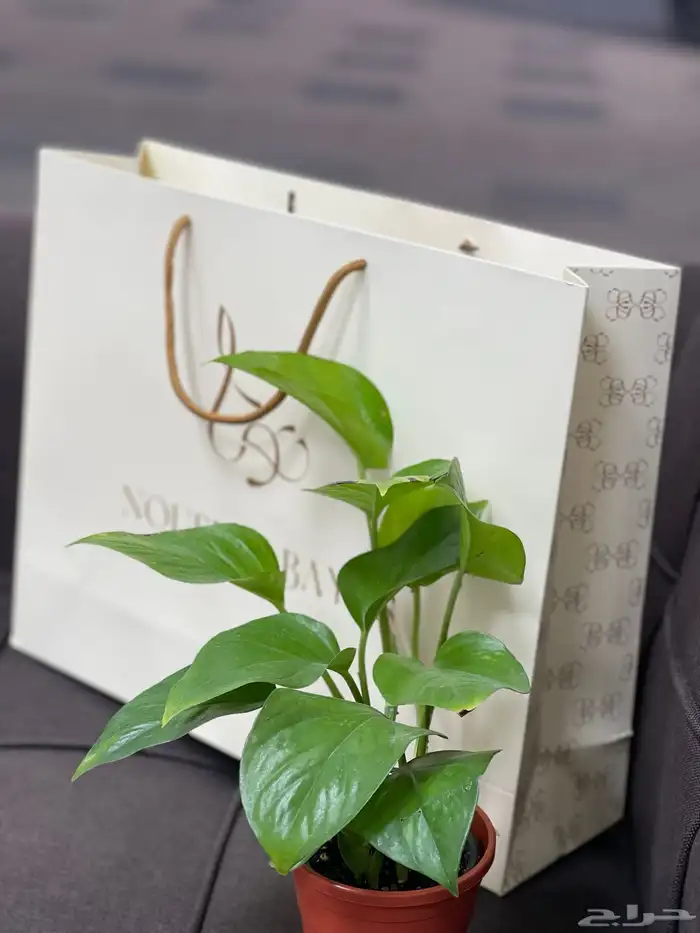 مطبعة كروت فواتير استيكرات استيكر اكياس بوكسات مطابع اختام 9