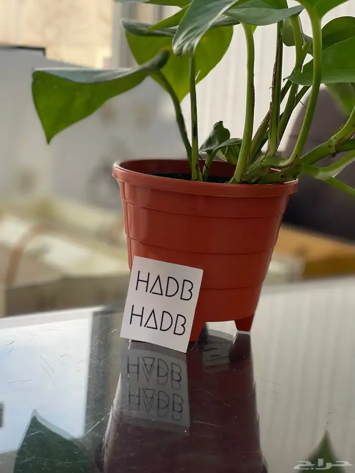 مطبعة كروت فواتير استيكرات استيكر اكياس بوكسات مطابع اختام 7