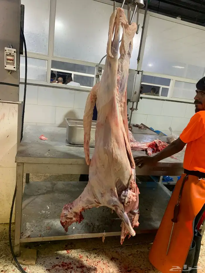 ذبايح سواكني زي ما عودناكم ذبايح طيبه ونظيفة ومرتبه 10