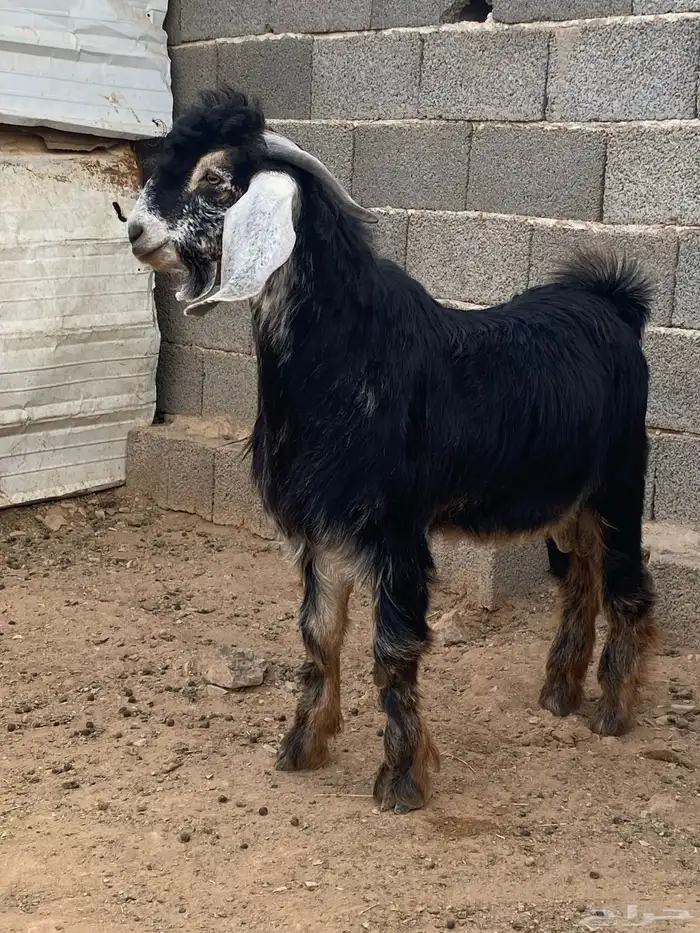 تيس فحل معزا حبشي مشروع فحل( تم البيع ) 5