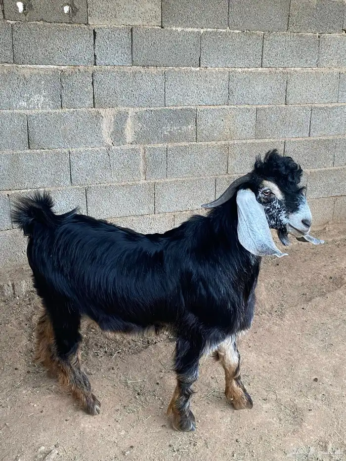 تيس فحل معزا حبشي مشروع فحل( تم البيع ) 3