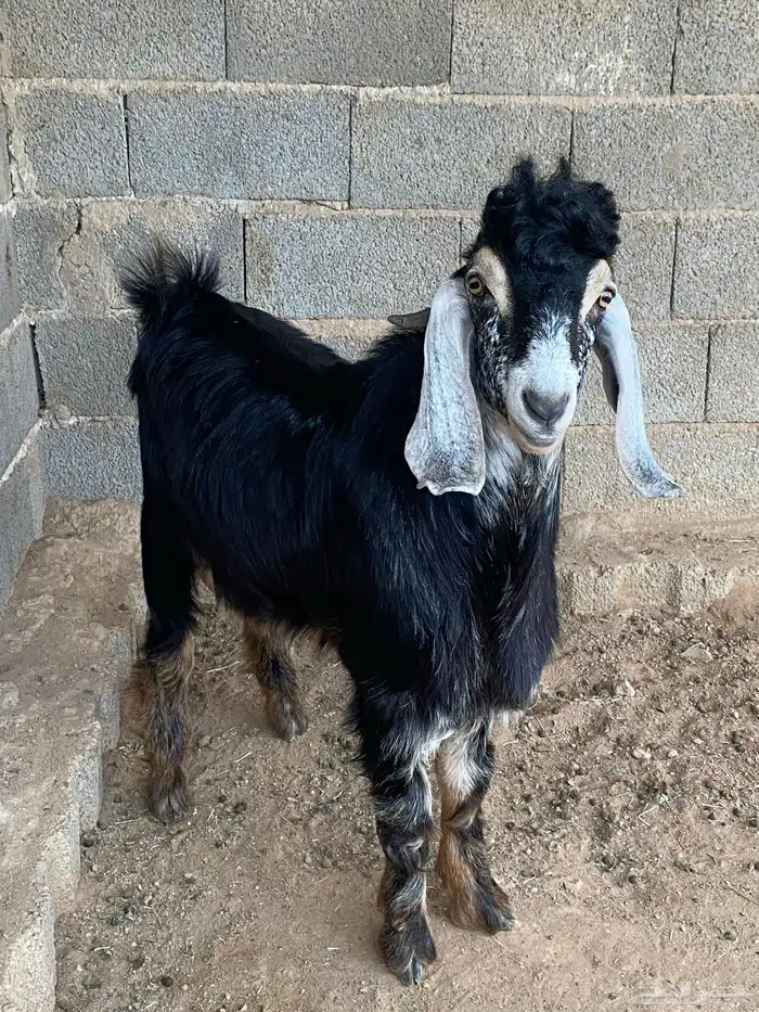 تيس فحل معزا حبشي مشروع فحل( تم البيع ) 10