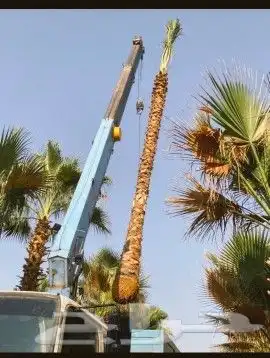 نخيل واشنطونيا للبيع  نوع فاخر على الشرط 0