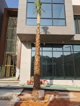 نخيل واشنطونيا للبيع  نوع فاخر على الشرط 1