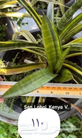 شتلات kamuting berry بلغة ملايو جنوب تايلند وماليزيا 35