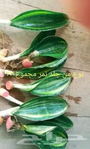 شتلات kamuting berry بلغة ملايو جنوب تايلند وماليزيا 26