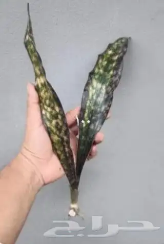 شتلات kamuting berry بلغة ملايو جنوب تايلند وماليزيا 44