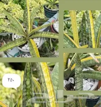 شتلات kamuting berry بلغة ملايو جنوب تايلند وماليزيا 40