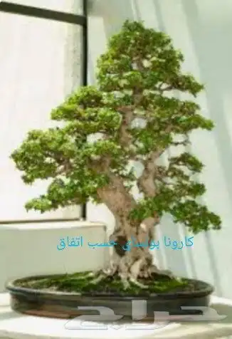 شتلات kamuting berry بلغة ملايو جنوب تايلند وماليزيا 34