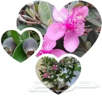 شتلات kamuting berry بلغة ملايو جنوب تايلند وماليزيا 10