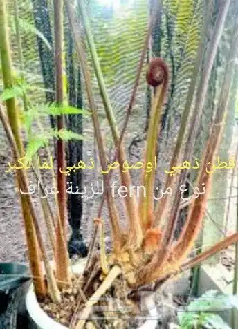 شتلات kamuting berry بلغة ملايو جنوب تايلند وماليزيا 48