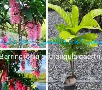 شتلات kamuting berry بلغة ملايو جنوب تايلند وماليزيا 32