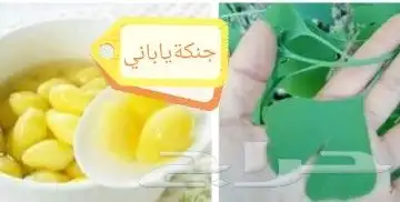 شتلات kamuting berry بلغة ملايو جنوب تايلند وماليزيا 20