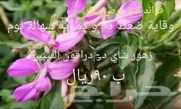 شتلات kamuting berry بلغة ملايو جنوب تايلند وماليزيا 7