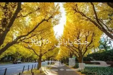 شتلات kamuting berry بلغة ملايو جنوب تايلند وماليزيا 21