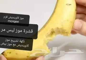 شتلات kamuting berry بلغة ملايو جنوب تايلند وماليزيا 9