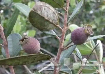 شتلات kamuting berry بلغة ملايو جنوب تايلند وماليزيا 15