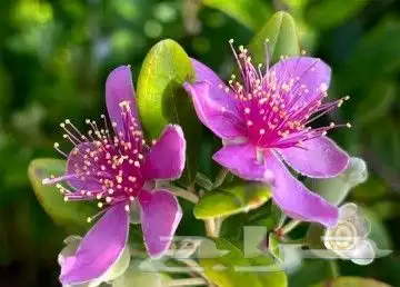 شتلات kamuting berry بلغة ملايو جنوب تايلند وماليزيا 12