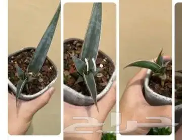 شتلات kamuting berry بلغة ملايو جنوب تايلند وماليزيا 41